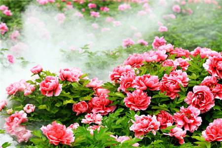 国色天香-牡丹园