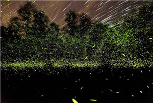 梦幻萤火虫之旅