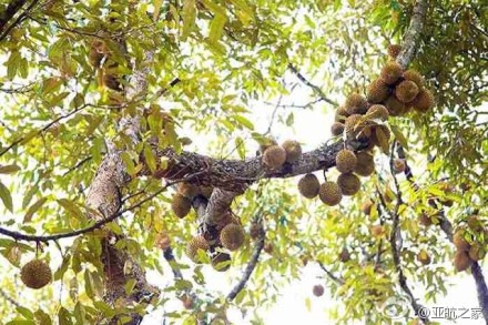 浮罗山背宝盛园