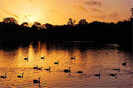 大千天鹅湖庄园