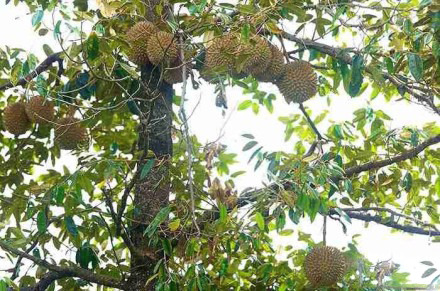 浮罗山背宝盛园