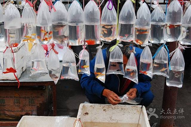 南禅寺鱼鸟宠物市场
