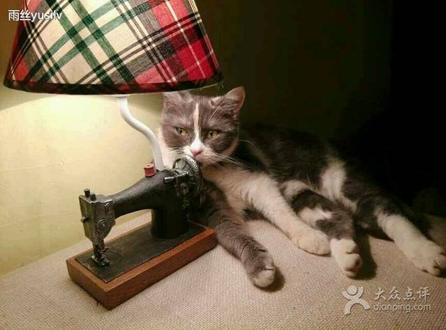 猫色咖啡·猫咖