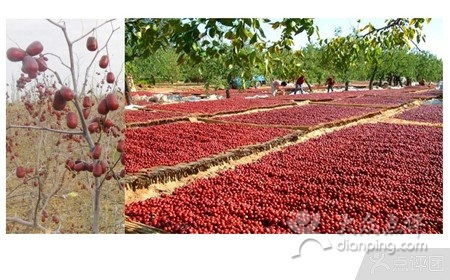 新疆红枣专卖店(北京店)