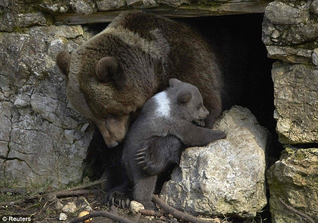 Zoological Garden Dahlholzli