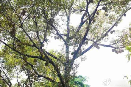 浮罗山背宝盛园