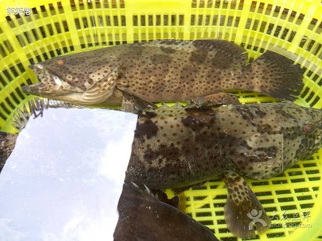 东平一号渔排(央视采访店)