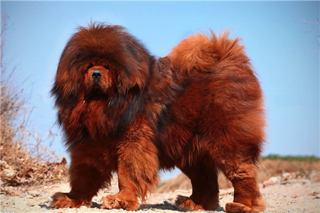 西藏圣天原生藏獒繁育基地