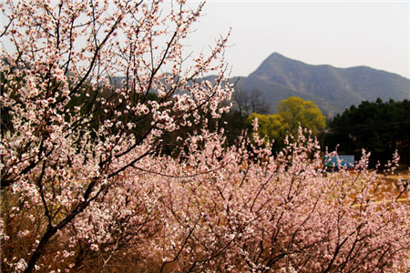 新庄堡村