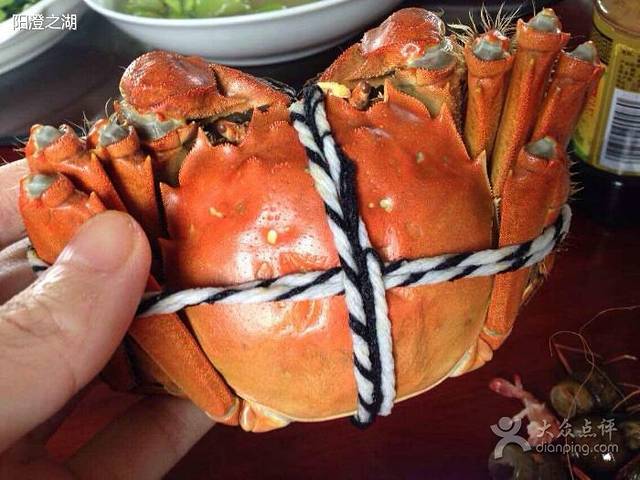 永阳农家乐·阳澄湖大闸蟹养殖基地