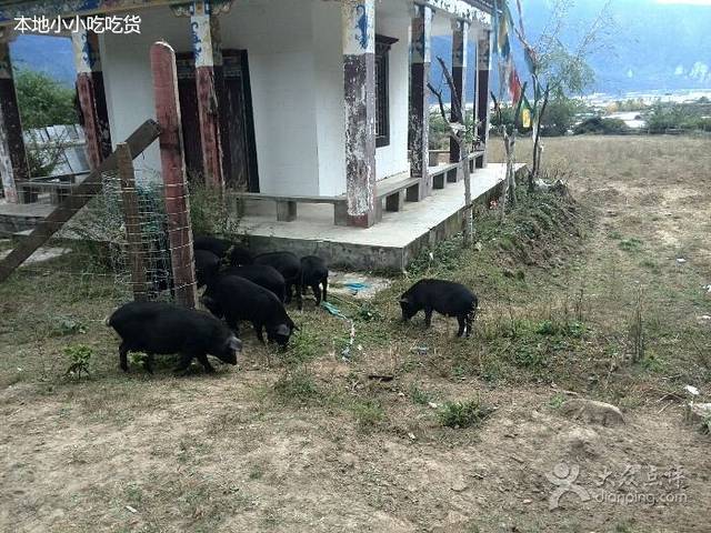鲁朗翠花特色石锅鸡