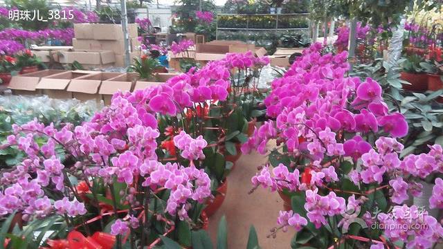 张庄富莱花卉大市场