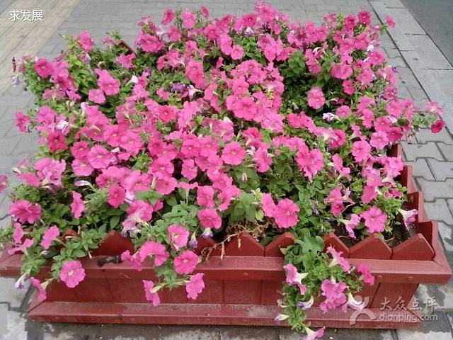 鼎盛楼大酒店(站北路店)