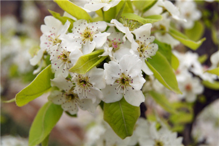 清苑春景生态观光园