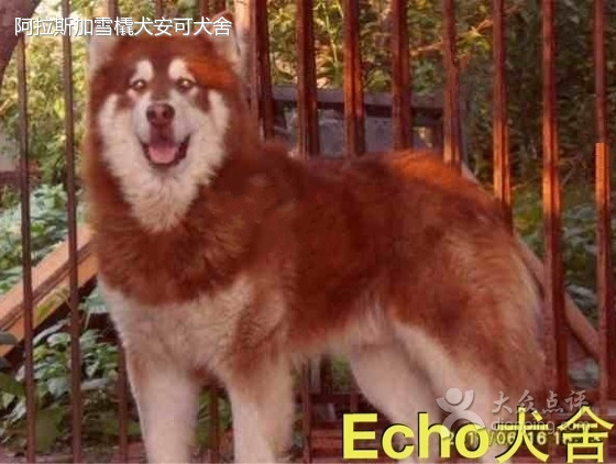 雁滩花鸟鱼批发市场