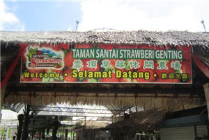 云顶草莓休闲农场