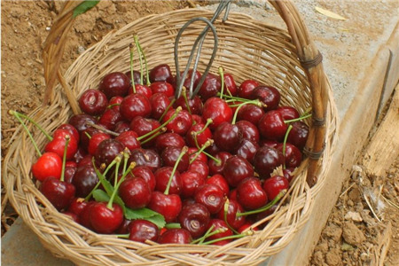 金叵罗樱桃采摘园