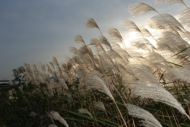 洛东江入海口生态中心