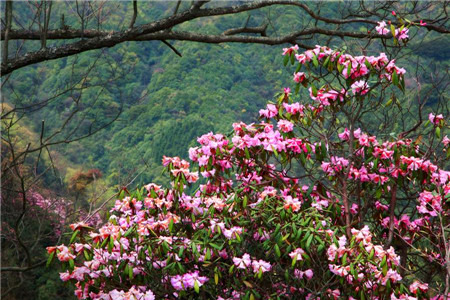 白马山原始森林