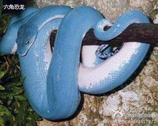 咀香园(古镇东兴店)