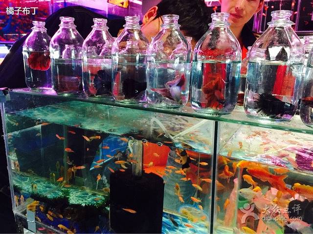 大自然花鸟鱼虫市场