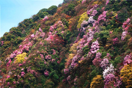 白马山原始森林
