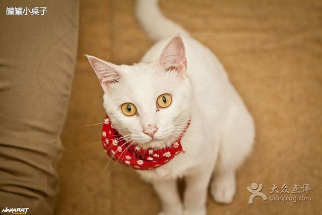 猫咖时代(中山亭店)