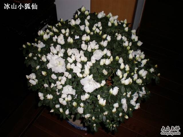 南京花卉西市场