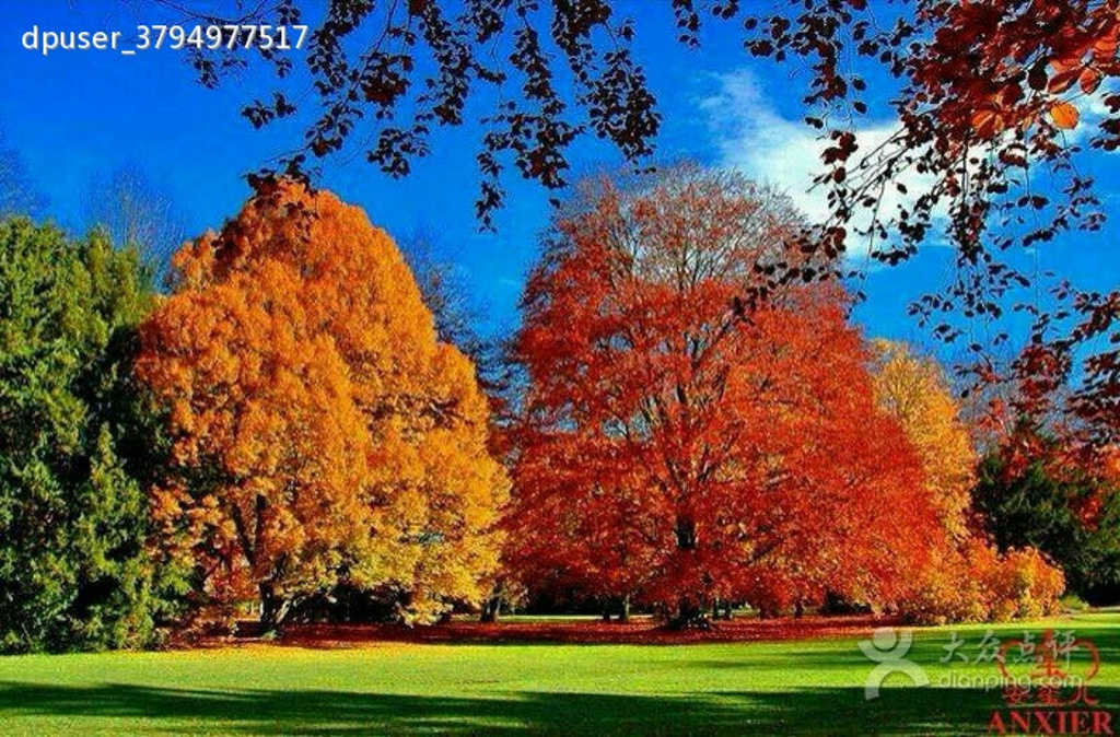 华莱士(爱晓店)