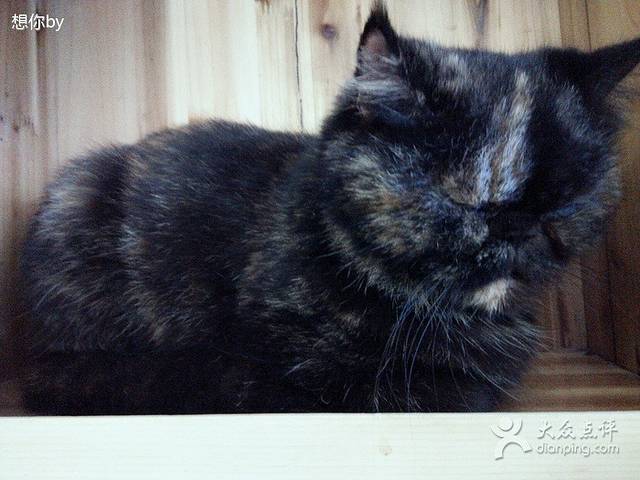 喵园·猫主题咖啡厅·撸猫·猫咖(国贸店)