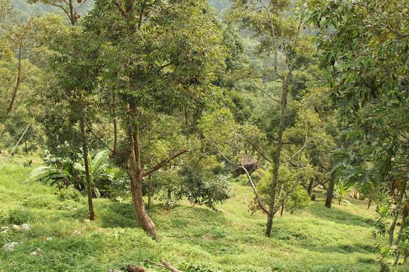 浮罗山背宝盛园