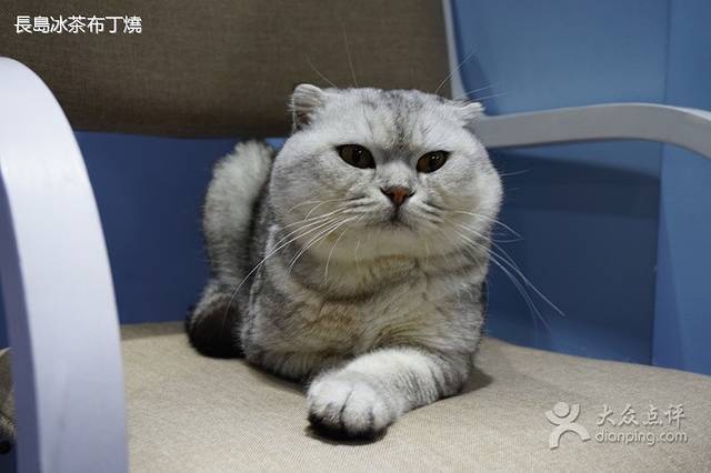 喵的天空名猫咖啡馆·撸猫·猫舍·用品