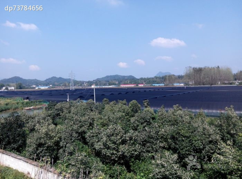 睡美人霍山石斛