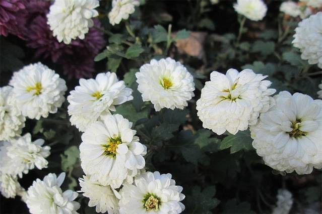 张同泰（中山北路店）