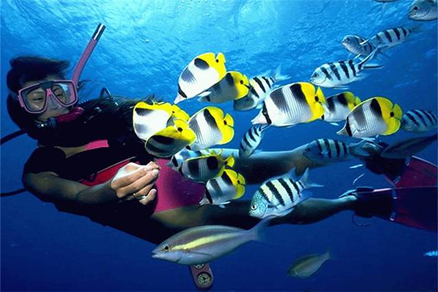 青岛极地欢乐剧场潜水体验