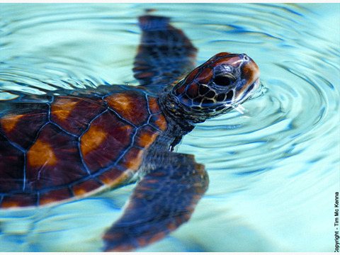 波拉波拉海龟中心