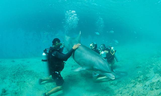 茉莉雅岛海豚中心