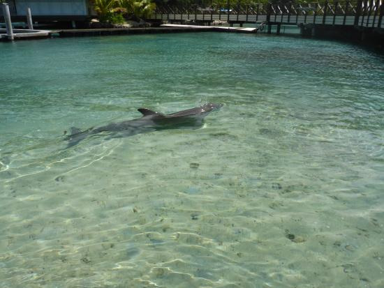 茉莉雅岛海豚中心