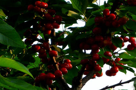 董家楼樱桃采摘园