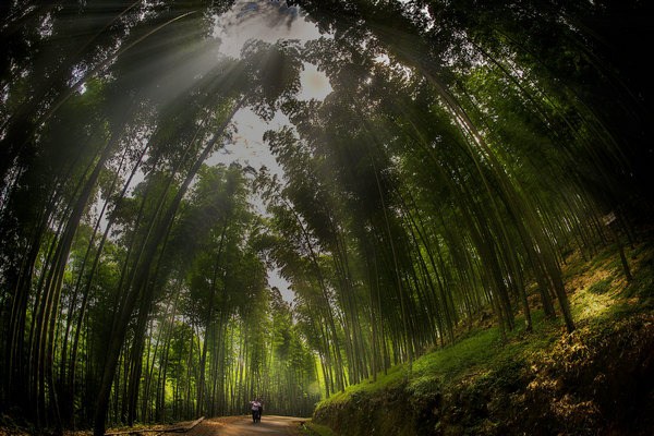 永安九龙竹海国家森林公园