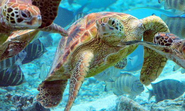波拉波拉海龟中心