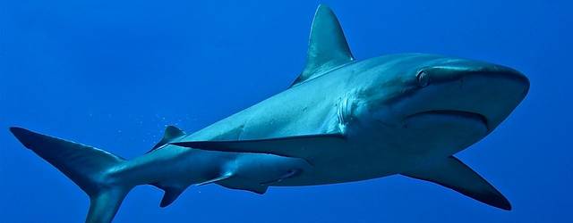 Dive Spirit Fakarava