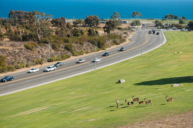 Pepperdine University