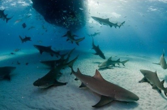 鲨鱼浮潜