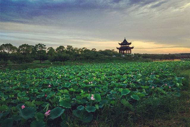 上海海湾国家森林公园