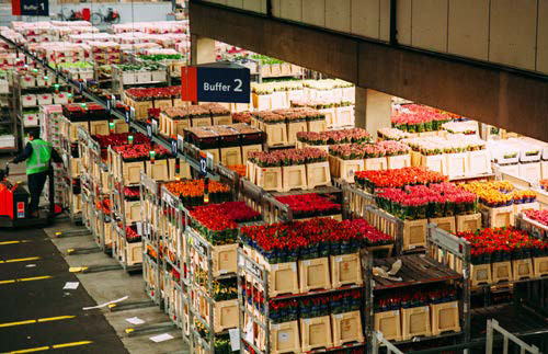 爱士曼鲜花拍卖市场