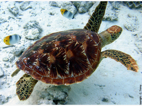 波拉波拉海龟中心