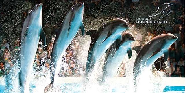 迪拜海豚馆