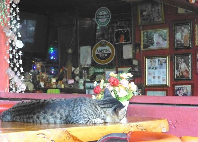 cat bar