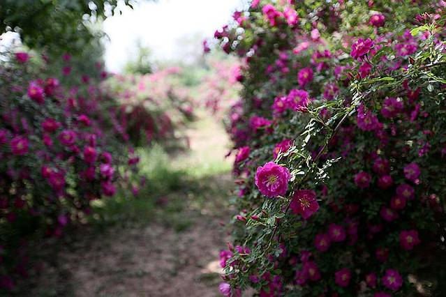 永登苦水玫瑰节